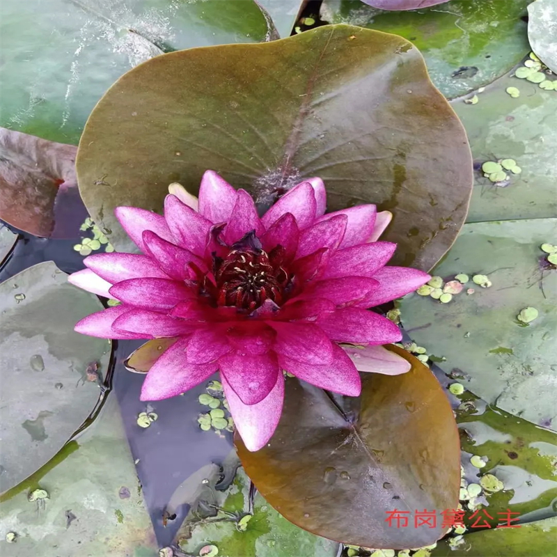 瀘州敘永初夏荷花苗非標(biāo)規(guī)格定做