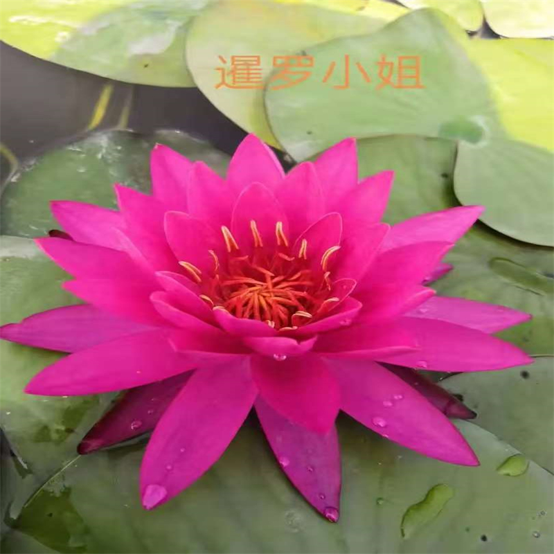 夏季荷花苗銷售廠家