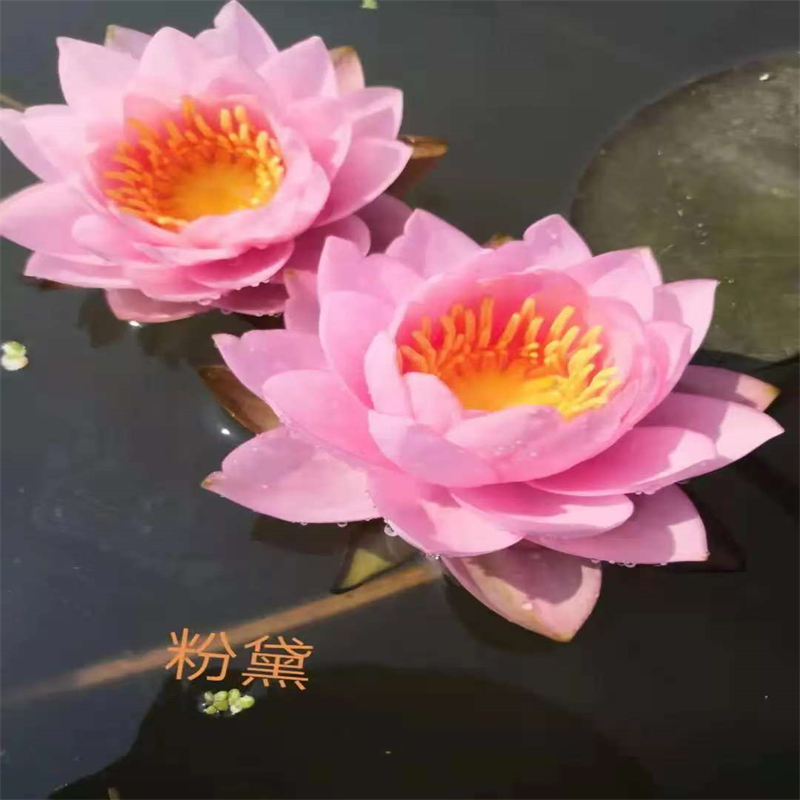 巴中南江蓮藕苗供應商