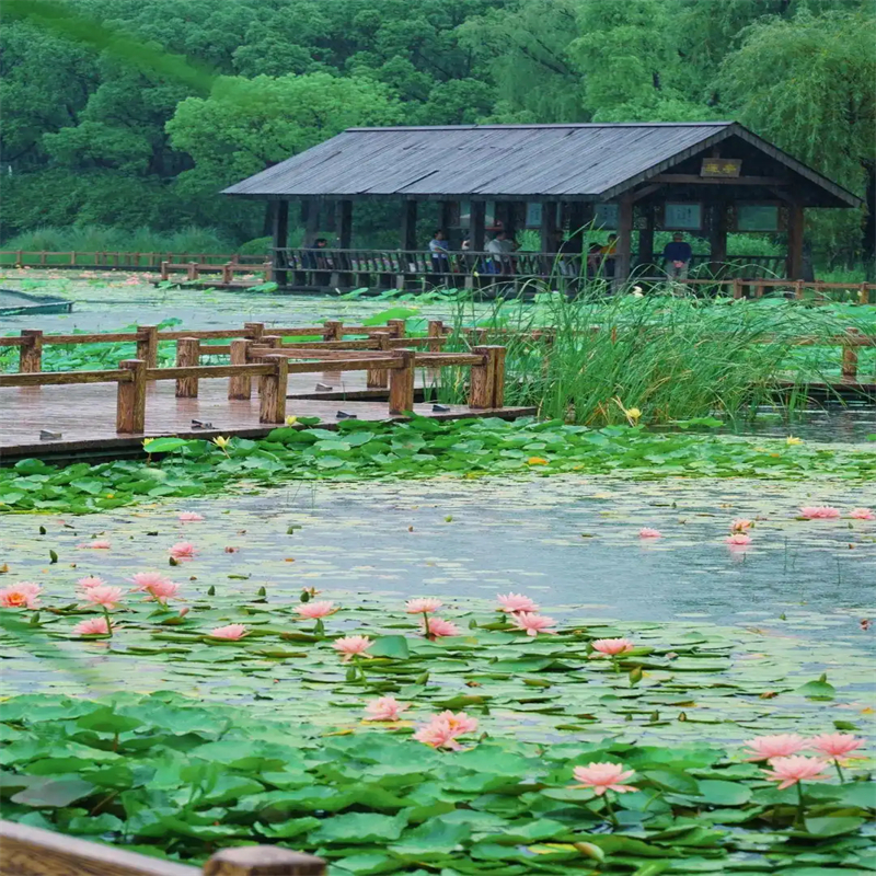 睡蓮什么時候開花加工定制