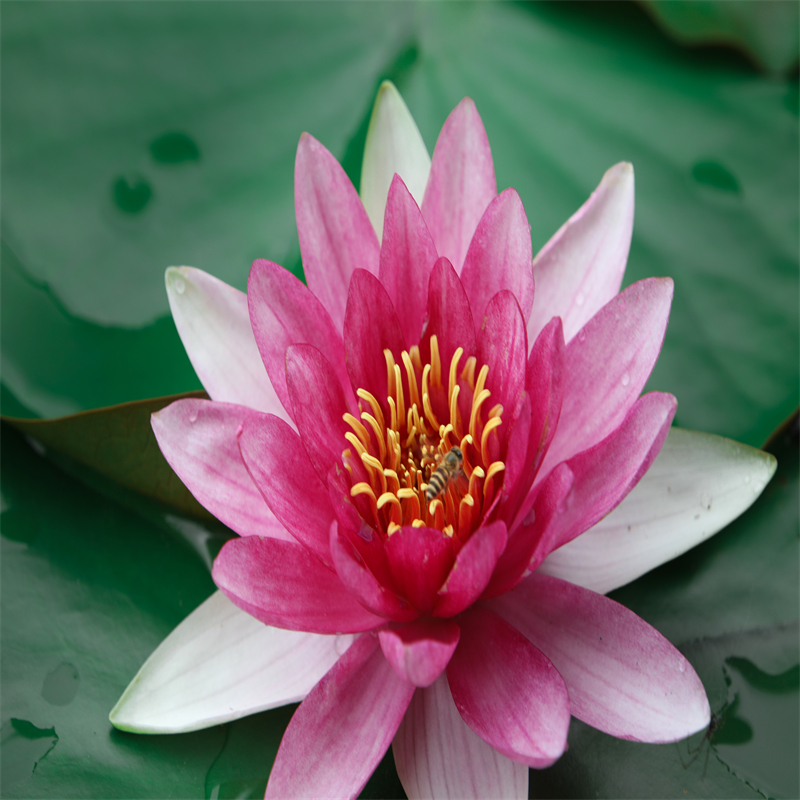 港睡蓮的花語和寓意-點(diǎn)擊咨詢