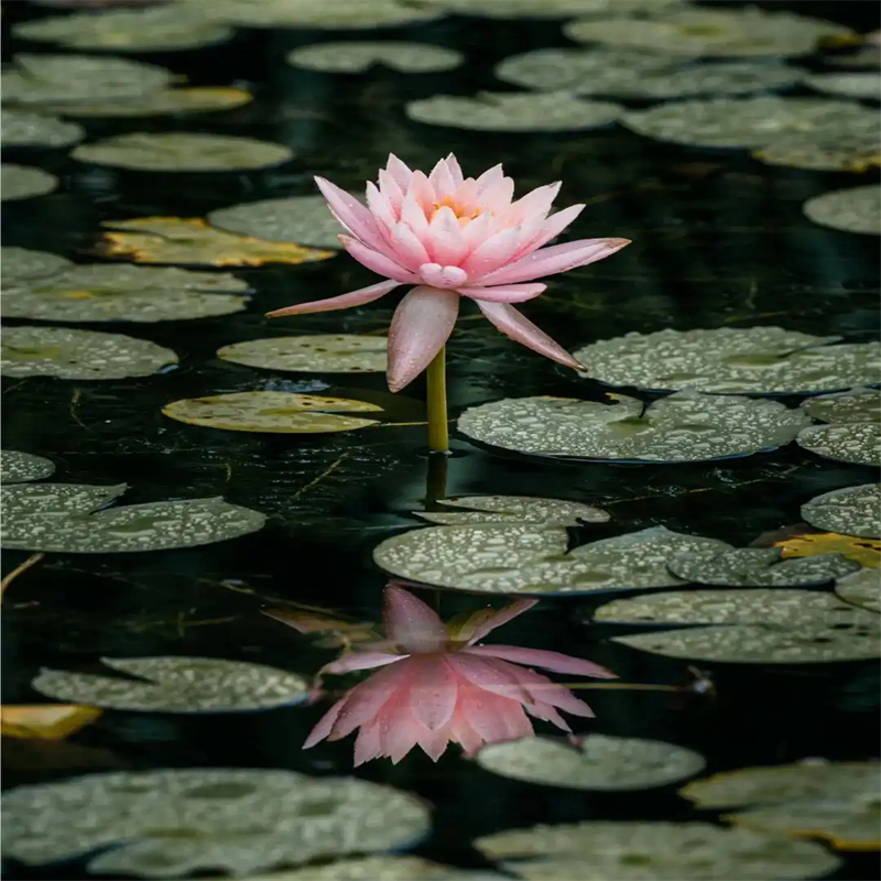 睡蓮和荷花的區(qū)別廠家-合作共贏