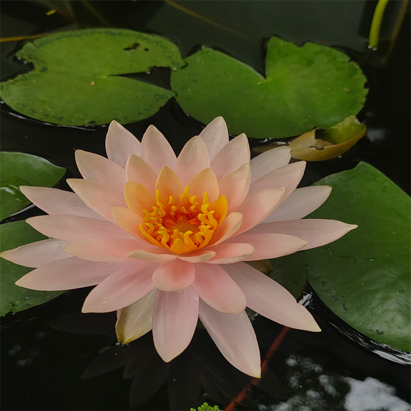 睡蓮種子-用的放心