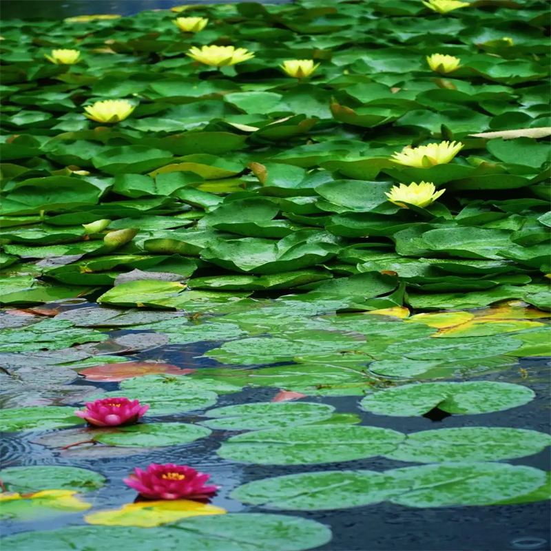 找平頂山葉縣睡蓮苗子睡蓮的養(yǎng)殖方法和注意事項生產(chǎn)廠家