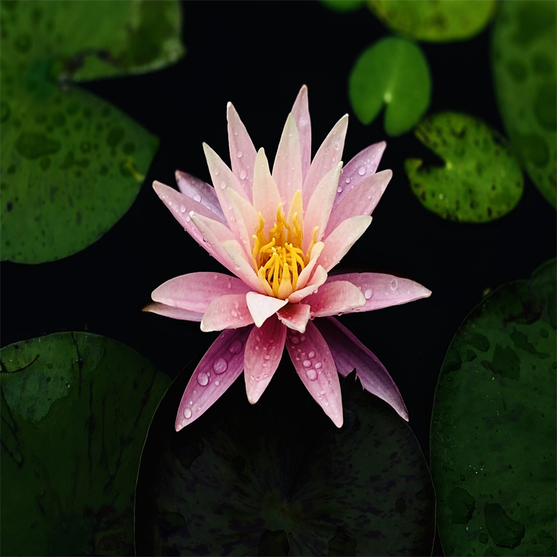 開封蘭考供應(yīng)睡蓮和荷花的區(qū)別的廠家