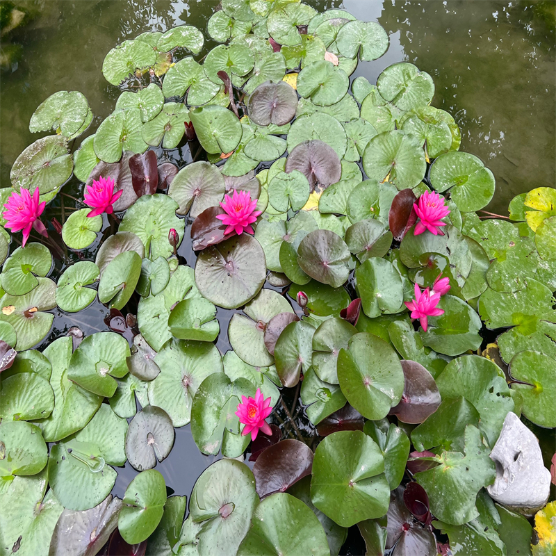 宣城涇縣價格實(shí)惠的睡蓮圖片生產(chǎn)廠家