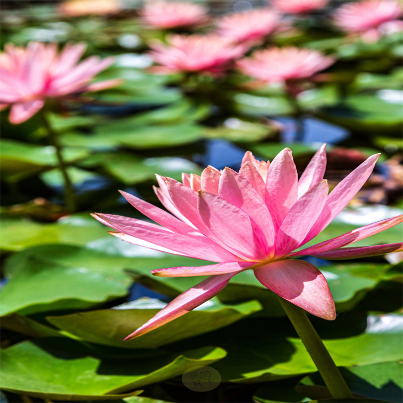 德州臨邑睡蓮什么時(shí)候開(kāi)花-睡蓮什么時(shí)候開(kāi)花批發(fā)