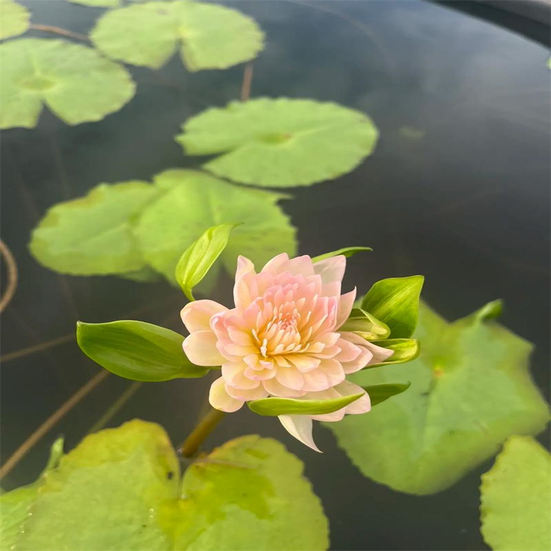 撫順新?lián)崴彵韧泄?jié)省10%