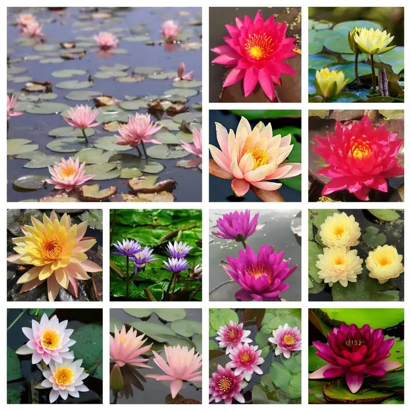 睡蓮實(shí)力廠家放心選擇！