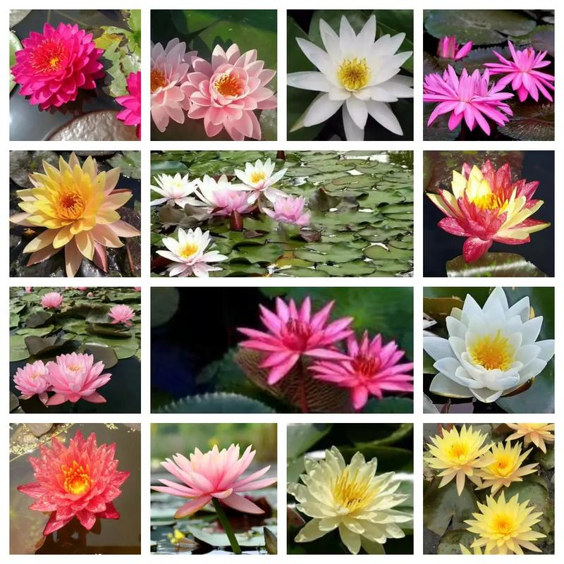 柳州鹿寨精品睡蓮-精品睡蓮質(zhì)量優(yōu)