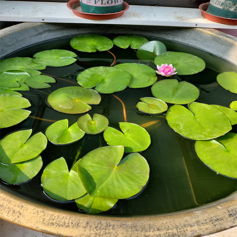 價格低的臺州溫嶺種植睡蓮供應(yīng)商