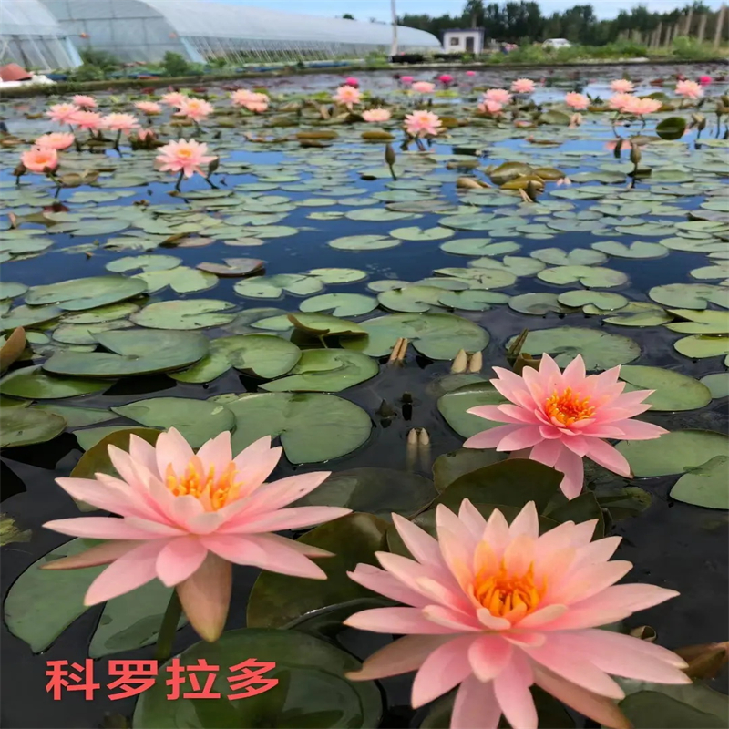 睡蓮和荷花的區(qū)別廠家-荷景園林綠化工程有限公司服務始終如一