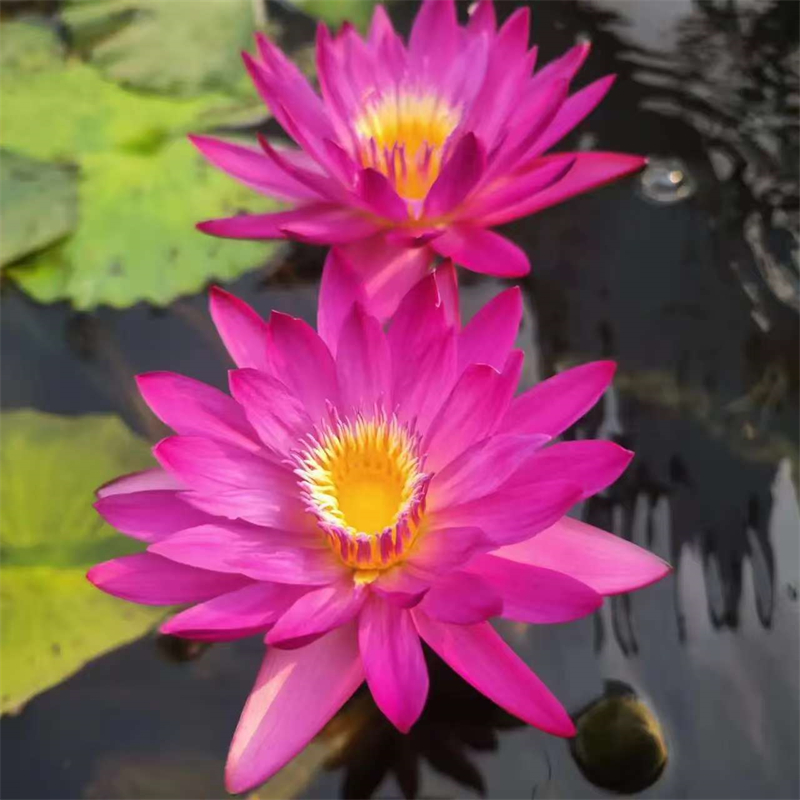 泰州睡蓮什么時候種植廠銷價優(yōu)