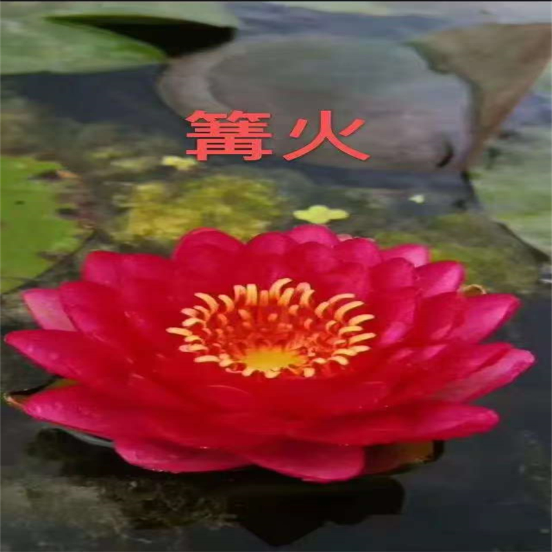 規(guī)格全的拉薩睡蓮的花語和寓意生產(chǎn)廠家
