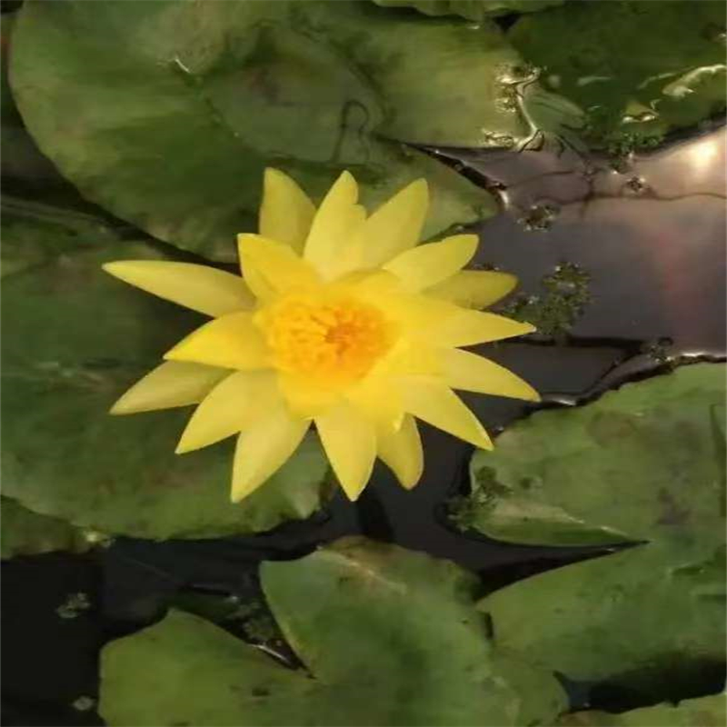 郴州北湖睡蓮苗子睡蓮的養(yǎng)殖方法和注意事項廠家-為您服務