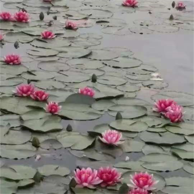 衡水桃城睡蓮-高質(zhì)量睡蓮