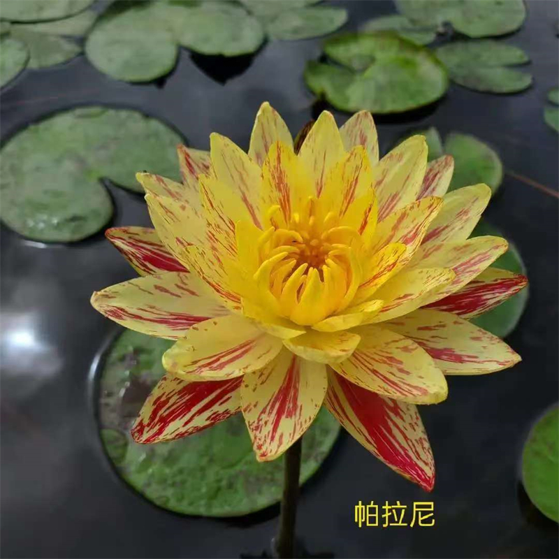 睡蓮什么時候開花、宜賓高縣睡蓮什么時候開花廠家