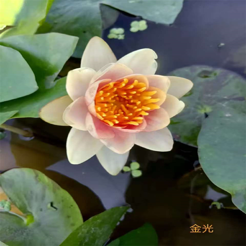 臺(tái)灣定做睡蓮種苗的生產(chǎn)廠家