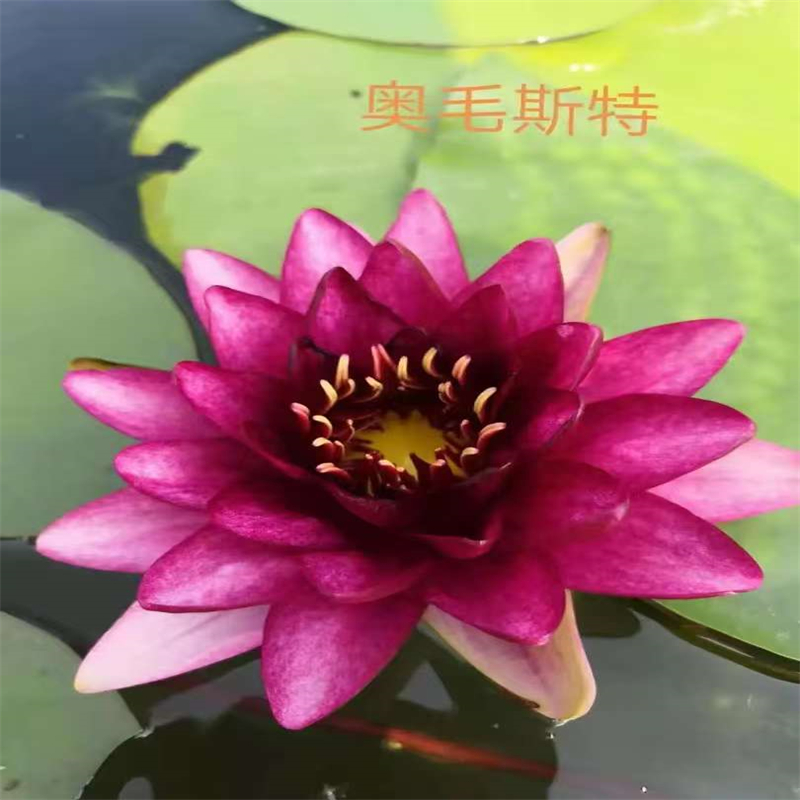 睡蓮什么時候開花長治沁縣加工定制