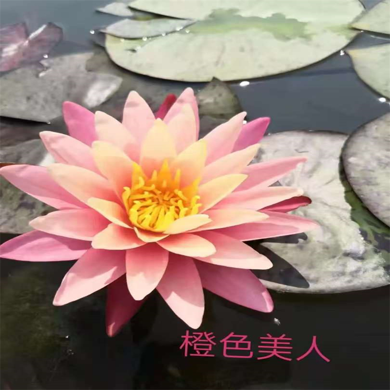 平?jīng)鲠轻颊\信的睡蓮種子生產(chǎn)廠家