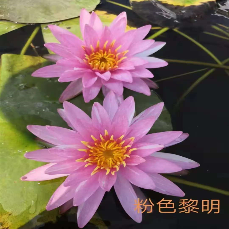 睡蓮種苗定制工廠