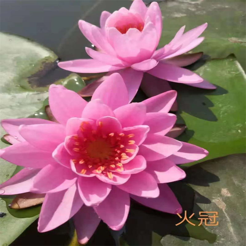 云浮羅定常年供應(yīng)睡蓮圖片-報(bào)量