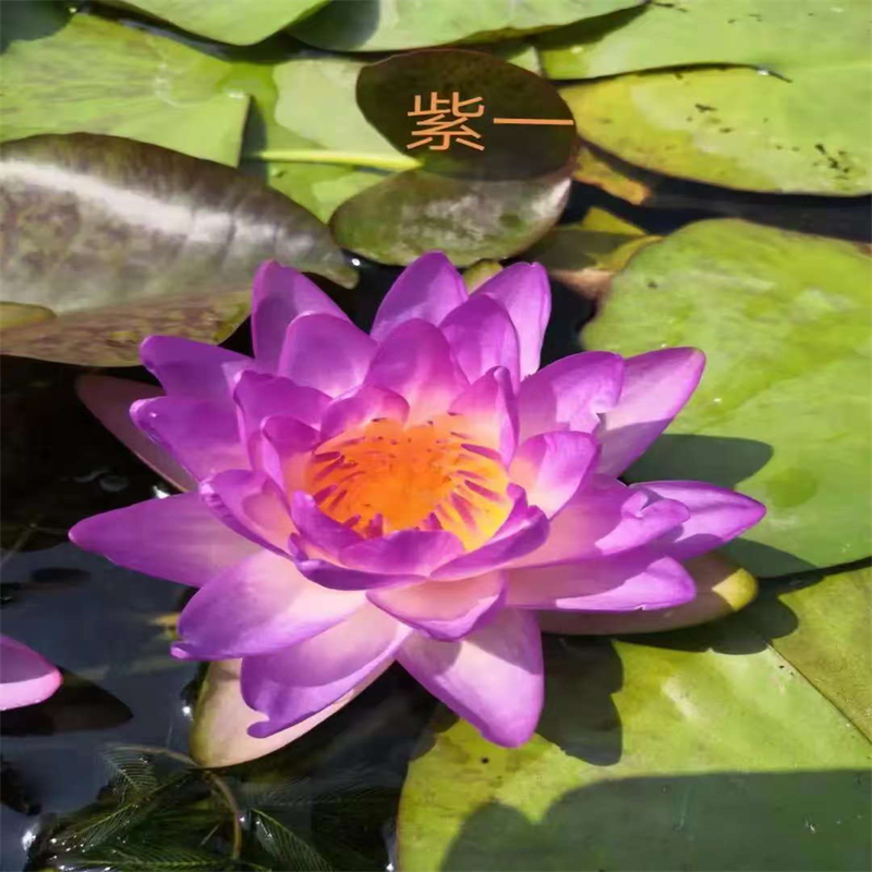 常德臨澧精品睡蓮高品質(zhì)