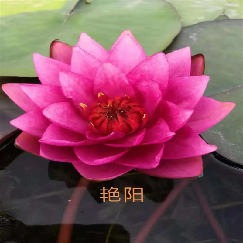 睡蓮和荷花的區(qū)別定制工廠