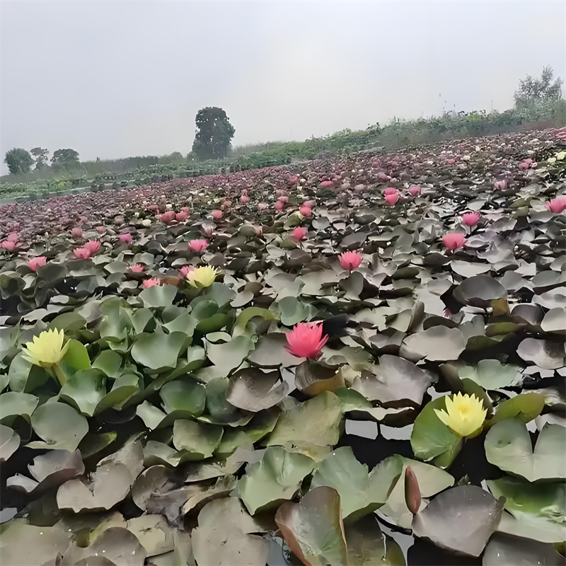 大同廣靈睡蓮的花語和寓意大規(guī)模廠家