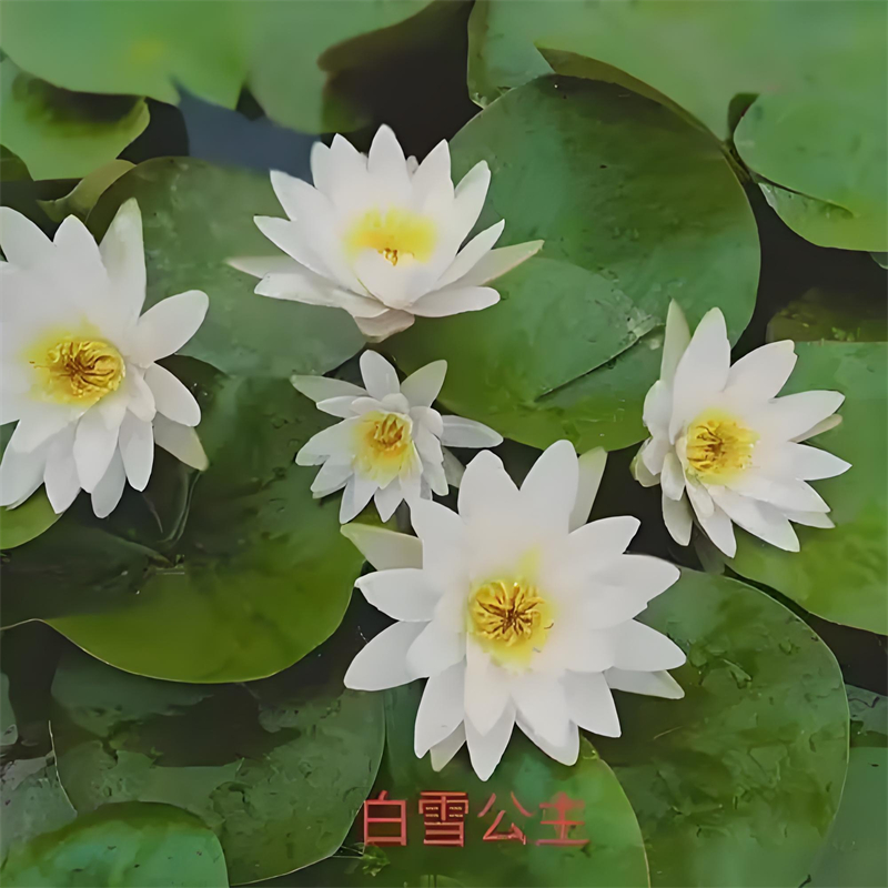 河源東源精品睡蓮廠家廣受好評