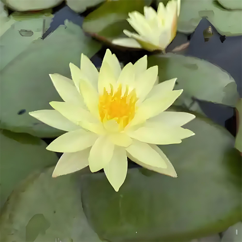 睡蓮種子潮州潮安廠家價(jià)格優(yōu)惠