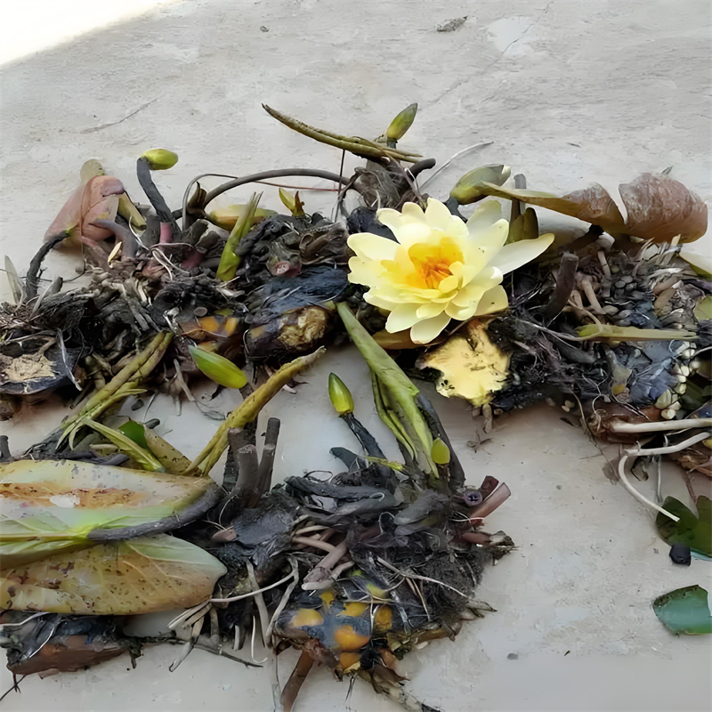 綿陽(yáng)安縣睡蓮苗選材用心