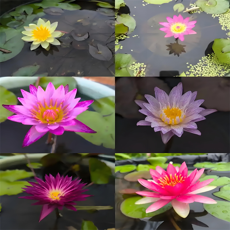 睡蓮種苗定制工廠