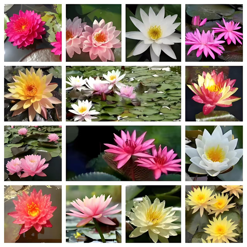 種植睡蓮廠家直銷-歡迎新老客戶來電咨詢