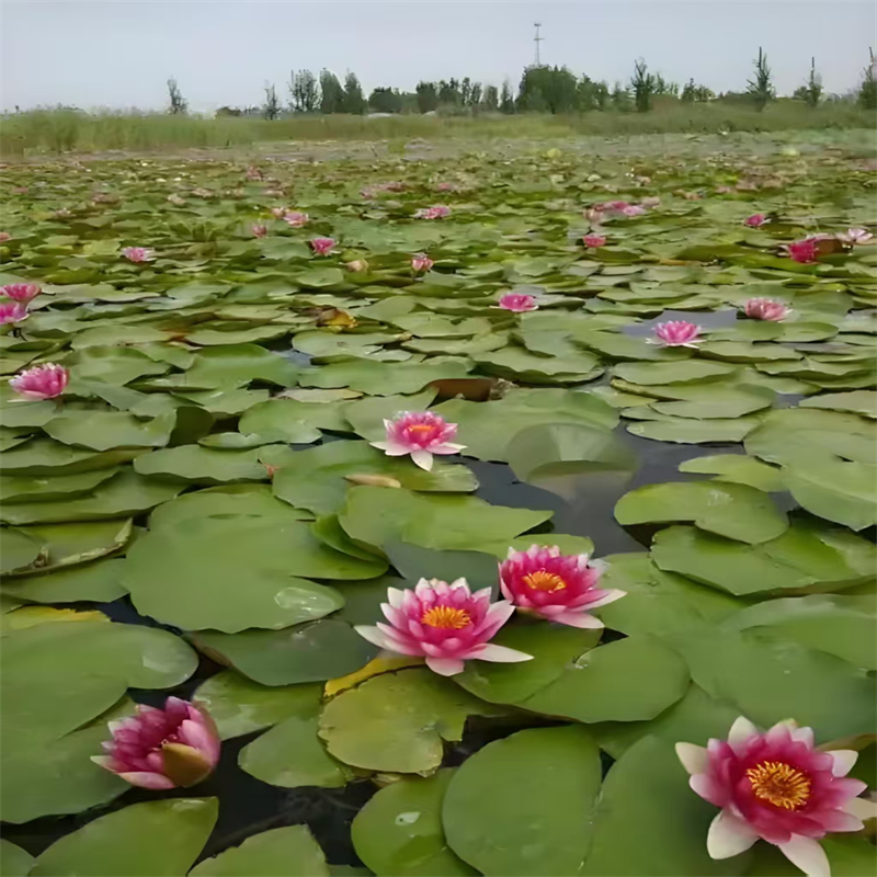 新余睡蓮什么時(shí)候開花廠家價(jià)格合理