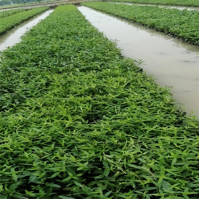 自然浮島產(chǎn)品種類