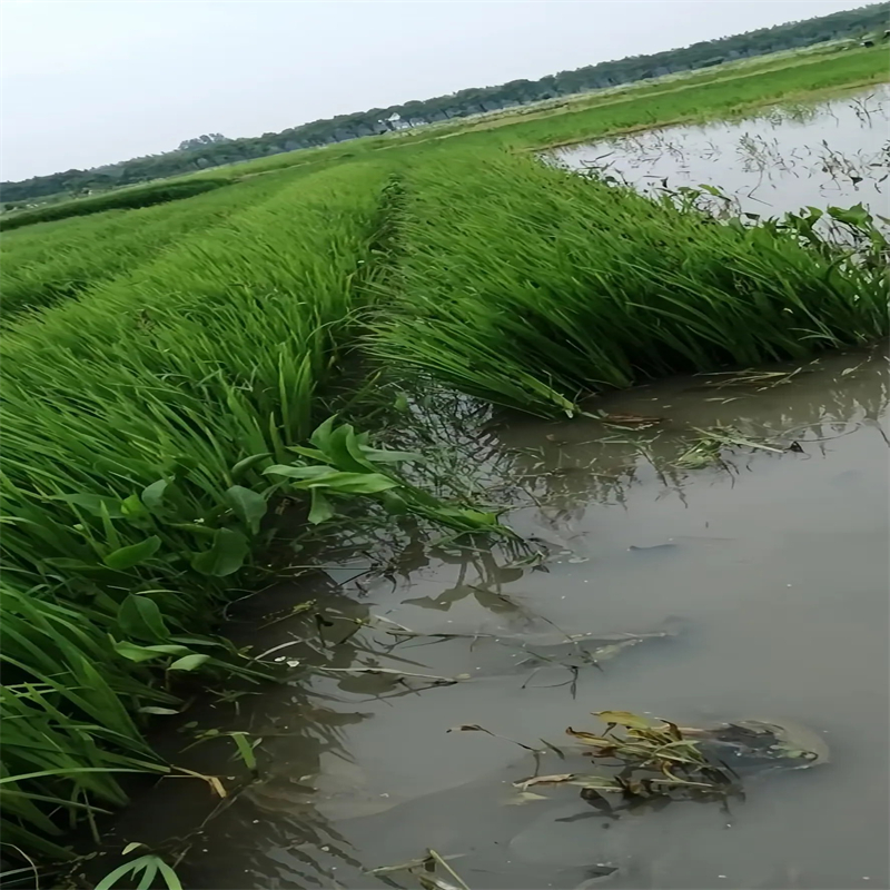 衡水武邑生態(tài)浮島優(yōu)惠幅度大