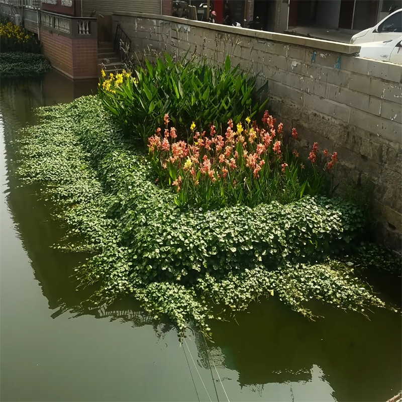 買重慶豐都浮島水生必看-質(zhì)量優(yōu)