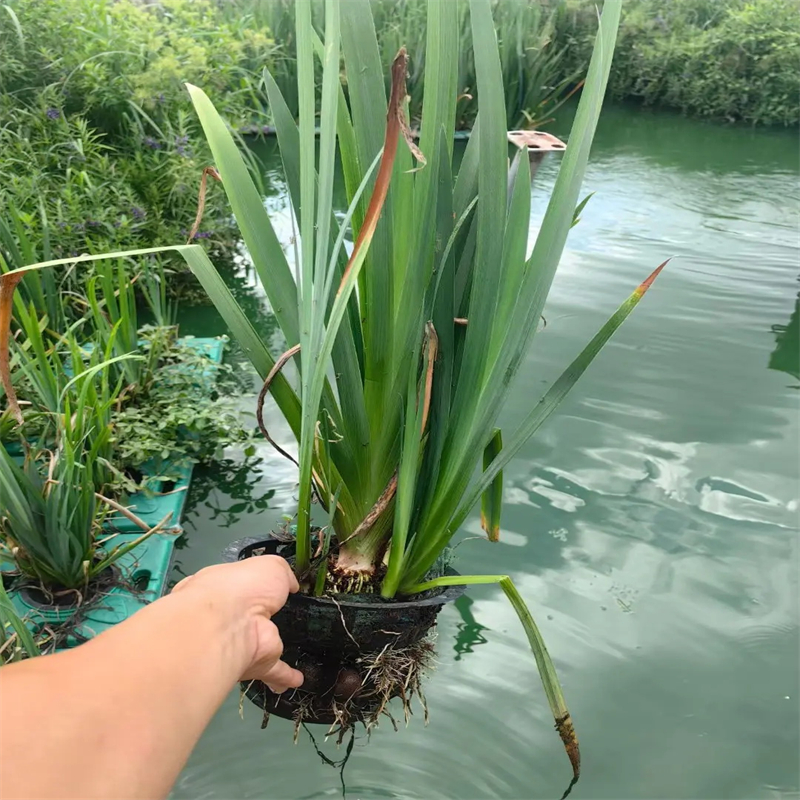 洛陽欒川浮床價(jià)格-優(yōu)質(zhì)靠譜