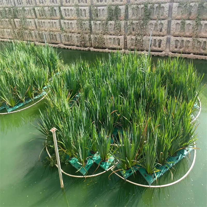 選購水域浮島-現(xiàn)貨充足有保障