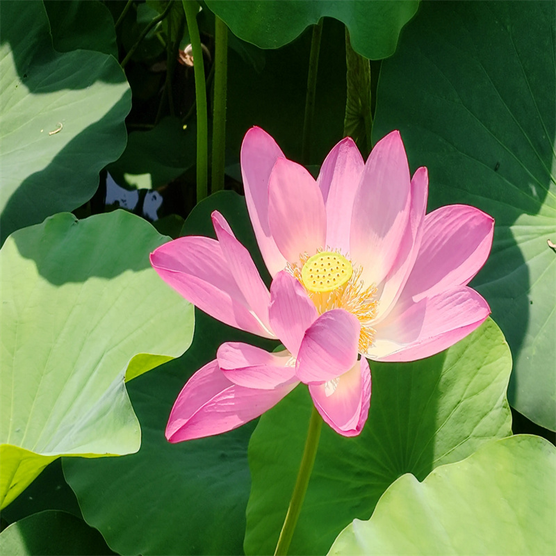 精品荷花苗定制批發(fā)