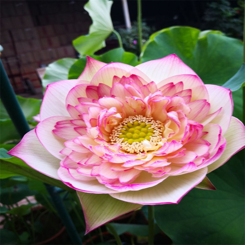 荷花大量供應(yīng)廠家