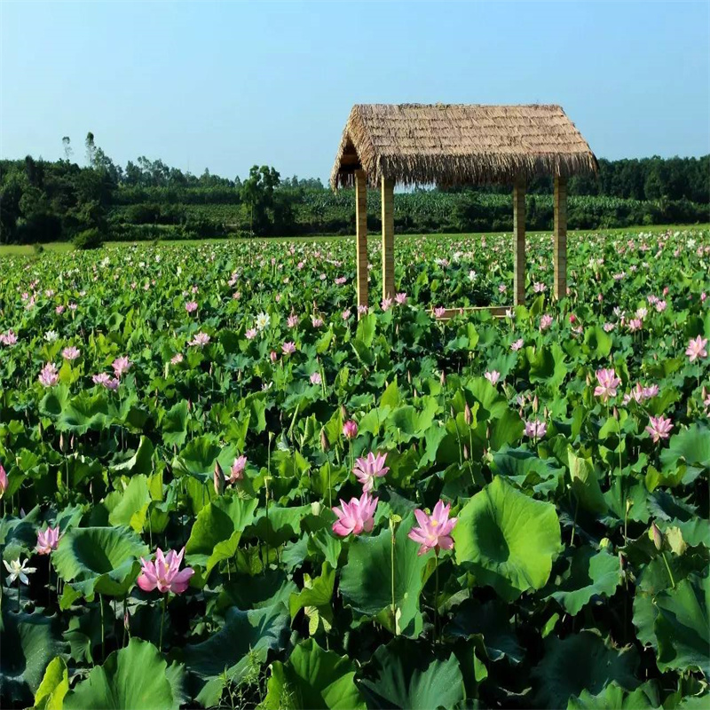 荷花大量供應(yīng)廠家