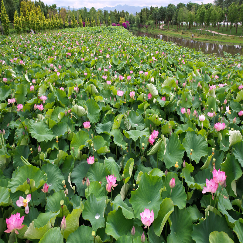 買觀賞荷花苗-現(xiàn)貨充足有保障