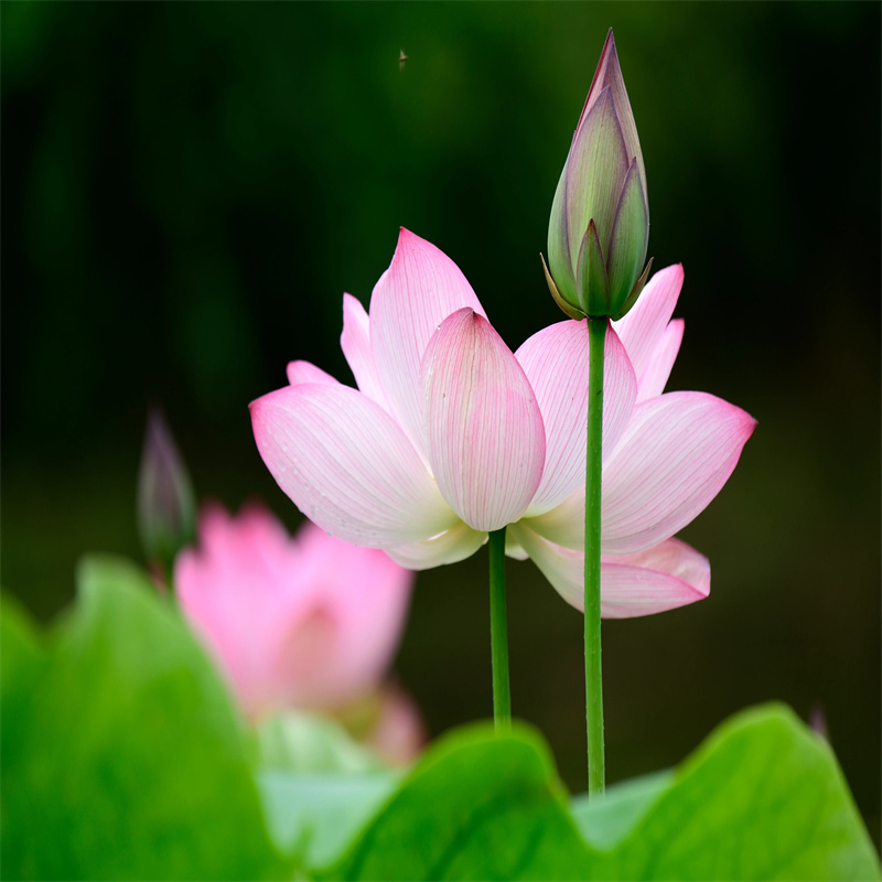 荷花廠家實(shí)力雄厚