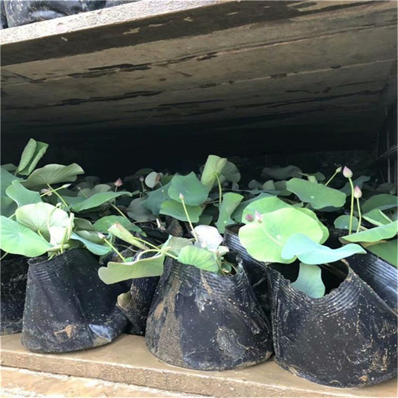 ?？邶埲A耐寒荷花苗行情