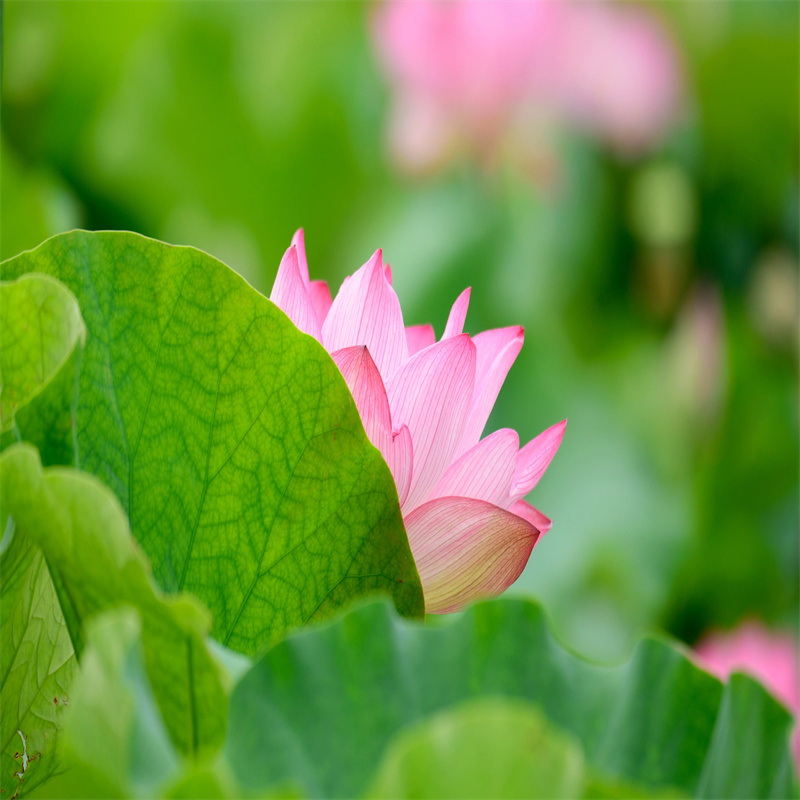 鎮(zhèn)江潤州荷花廠家匠心品質(zhì)