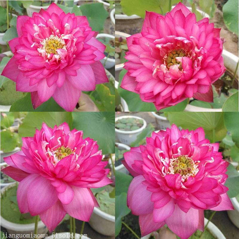 衡陽耒陽觀賞荷花苗2025暢銷新品