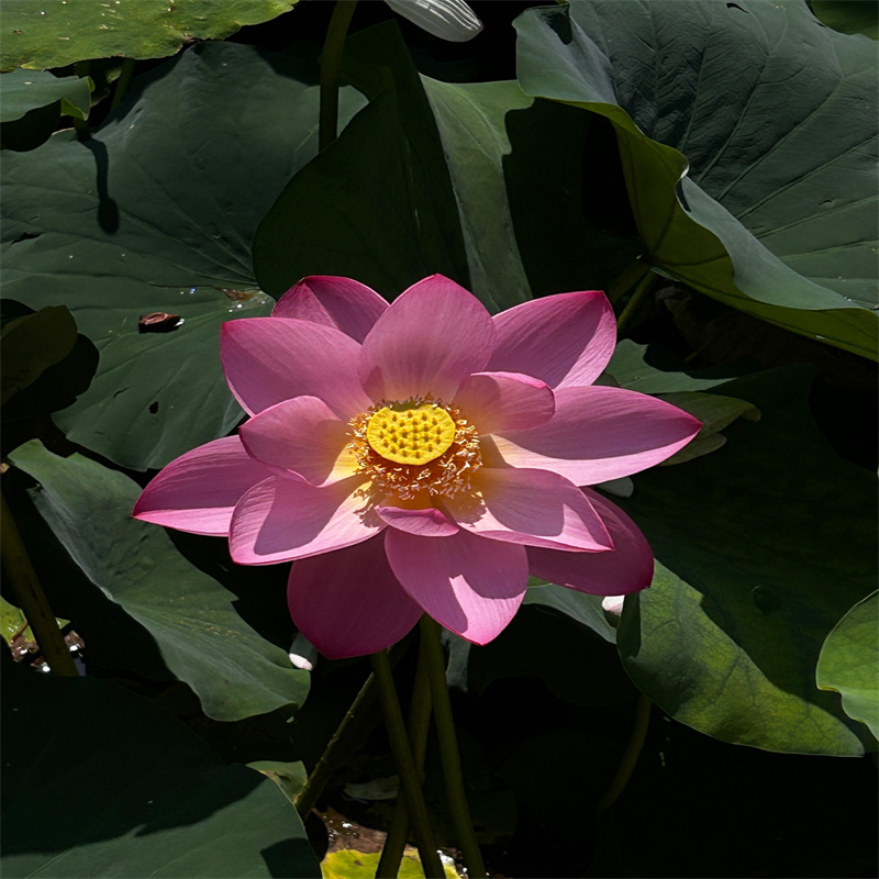 購買荷花苗基地-現(xiàn)貨充足有保障