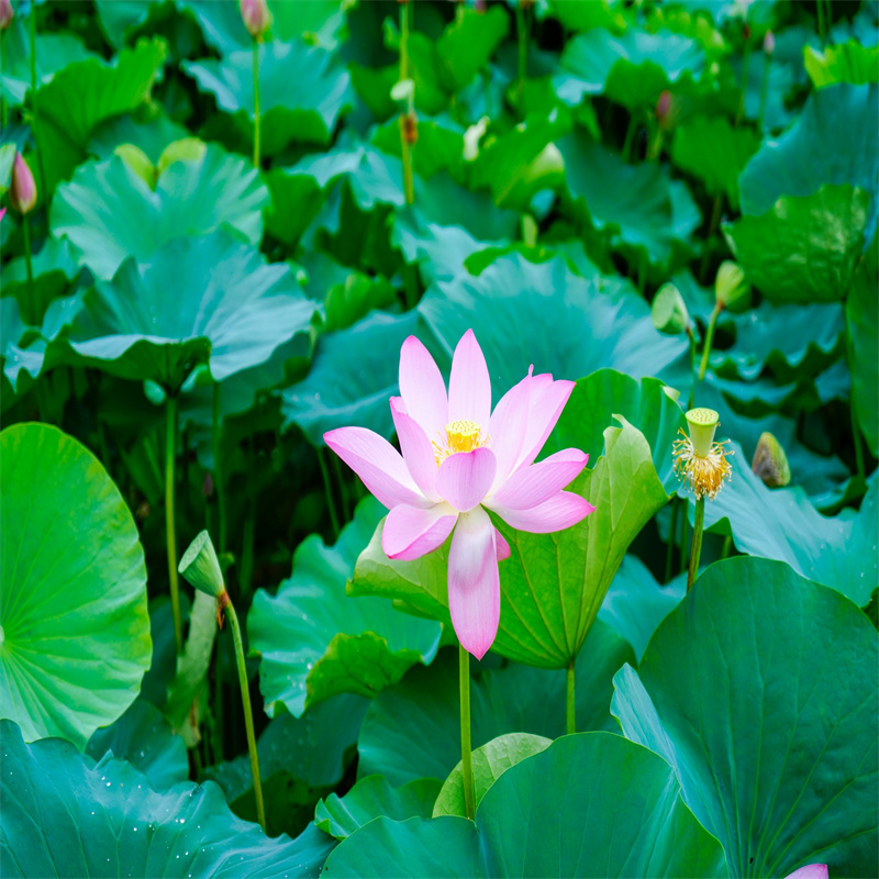 黃岡黃梅采購荷花苗必看-經(jīng)驗豐富